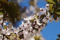 Cherry blossom spring time background Royalty Free Stock Photo