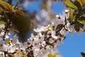 Cherry blossom spring time background Royalty Free Stock Photo