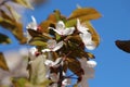 Cherry blossom spring time background Royalty Free Stock Photo