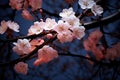 cherry blossom in spring time on blue sky background with raindrops, Close-up of a cherry blossom tree under the soft light of a Royalty Free Stock Photo