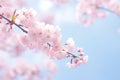 cherry blossom in spring time on blue sky background, soft focus, cherry blossom sakura in spring time, soft background, AI Royalty Free Stock Photo