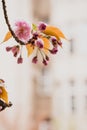 cherry blossom in spring time Royalty Free Stock Photo