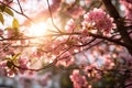 cherry blossom in spring time with sun rays and lens flare, Spring blossoms and beautiful cherry tree branches with pink sakura Royalty Free Stock Photo