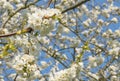 Cherry blossom spring tree blue sky