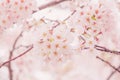 Cherry blossom in spring