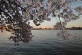 Cherry blossom spring in washington dc Royalty Free Stock Photo