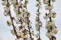 Cherry blossom in spring.White blooms. Royalty Free Stock Photo