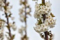 Cherry blossom in spring.White blooms. Royalty Free Stock Photo