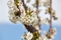 Cherry blossom in spring.White blooms. Royalty Free Stock Photo