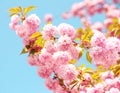 Cherry blossom in springtime, beautiful pink flowers. Sakura