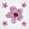 Cherry blossom in springtime pink Sakura on white isolated background