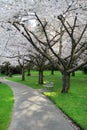Cherry blossom in Stanley park, Vancouver Royalty Free Stock Photo