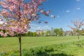 Cherry blossom on the stray