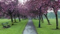 Cherry Blossom The Stray Harrogate North Yorkshire