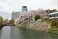 CHERRY BLOSSOM AT SUMPU CASTLE IN SHIZUOKA CITY, Japan