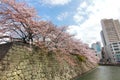 CHERRY BLOSSOM AT SUMPU CASTLE IN SHIZUOKA CITY, Japan