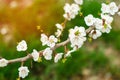 Cherry blossom on a sunny day, the arrival of spring, the blossoming of trees, buds on a tree, natural wallpaper Royalty Free Stock Photo