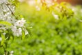 Cherry blossom on a sunny day, the arrival of spring, the blossoming of trees, buds on a tree, natural wallpaper