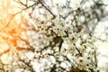 Cherry blossom on a sunny day, the arrival of spring, the blossoming of trees, buds on a tree, natural wallpaper Royalty Free Stock Photo