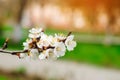 Cherry blossom on a sunny day, the arrival of spring, the blossoming of trees, buds on a tree, natural wallpaper