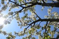 Cherry blossom and sunny rays,bright blue sky.Beautiful spring season