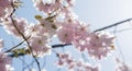 Cherry Blossom in Sweden