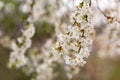 Cherry blossom swell in spring