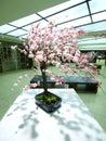 Cherry blossom on table