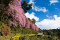Cherry blossom thailand
