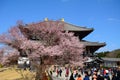 Cherry blossom at the Todai Temple, Nara, Japan