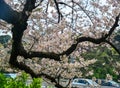 Cherry blossom in Tokyo, Japan