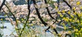 Cherry blossom in Tokyo, Japan