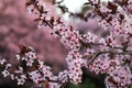 Cherry Blossom in spring