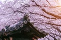 Cherry Blossom with traditional japanese roof. Cherry blossom in spring, Japan