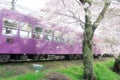 Cherry blossom and train in Japan Royalty Free Stock Photo