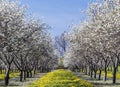 Cherry Blossom at Traverse City, Michigan Royalty Free Stock Photo
