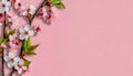 a cherry blossom tree april floral nature spring Sakura blossoms soft colorful background card banner march happy easter copy Royalty Free Stock Photo