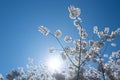 The cherry blossom tree background. White spring flowers the blossom fruit tree. Bunches of white cherry blossoms on Royalty Free Stock Photo