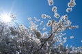 The cherry blossom tree background. White spring flowers the blossom fruit tree. Bunches of white cherry blossoms on Royalty Free Stock Photo
