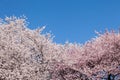 Cherry Blossom Tree