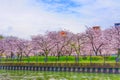 Sakura Season at Osaka Japan