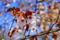 Cherry blossom tree in bloom close-up. Sakura flowers on blurred bokeh background. Garden on sunny spring day. Soft focus. Macro Royalty Free Stock Photo