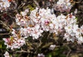 Cherry blossom tree in bloom. Closeup sakura flowers on blurred bokeh background. Garden on sunny spring day. Soft focus macro Royalty Free Stock Photo