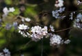 Cherry blossom tree in bloom. Closeup of sakura flowers on blurred greenery background with bokeh. Garden on sunny spring day. Royalty Free Stock Photo