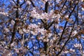 Cherry blossom tree in bloom. Sakura flowers on blue sky background. Garden on sunny spring day. Soft focus floral photography. Royalty Free Stock Photo