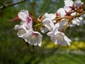 Cherry blossom tree in bloom. Sakura flowers branch on blurred bokeh background. Garden on sunny spring day. Soft focus floral Royalty Free Stock Photo