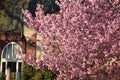 Cherry blossom tree blooming in Schoneberg Berlin Germany