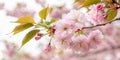 Cherry blossom tree blooming in spring Royalty Free Stock Photo
