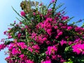 Cherry Blossom tree with blue sky and windmill