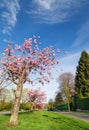 Cherry blossom tree on a boulevard near UBC. Royalty Free Stock Photo